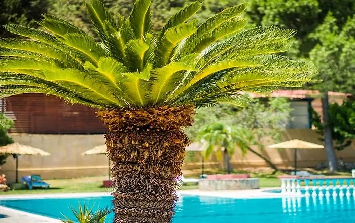 Achousa (adults Only)